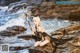 A woman sitting on a rock by the ocean holding a spear.